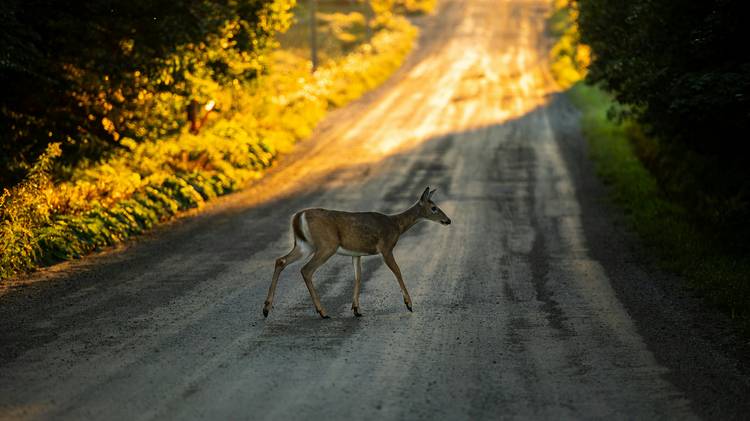 SUV on rural Manitoba highway after deer strike at dusk